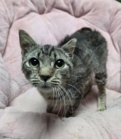 An adult medium-sized female Domestic Short Hair cat named Dr. Melissa King for adoption in Berwick, PA