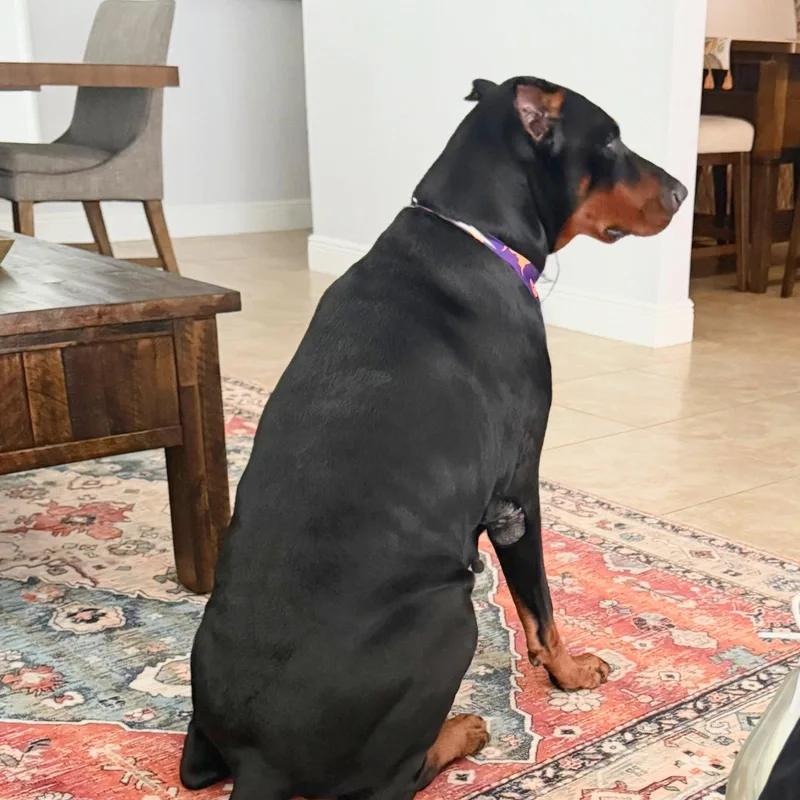 A young medium-sized female Doberman Pinscher dog named Cora for adoption in Oakland Park, FL