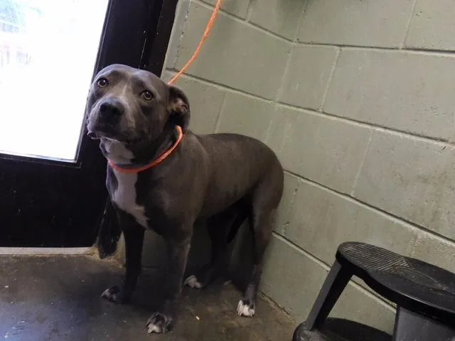A young large-sized female Pit Bull Terrier dog named Storm for adoption in Tulsa, OK