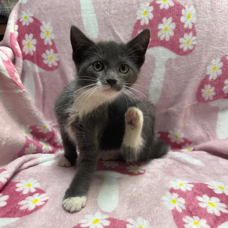 A baby small-sized male White Domestic Short Hair cat named Toby for adoption in Kittanning, PA