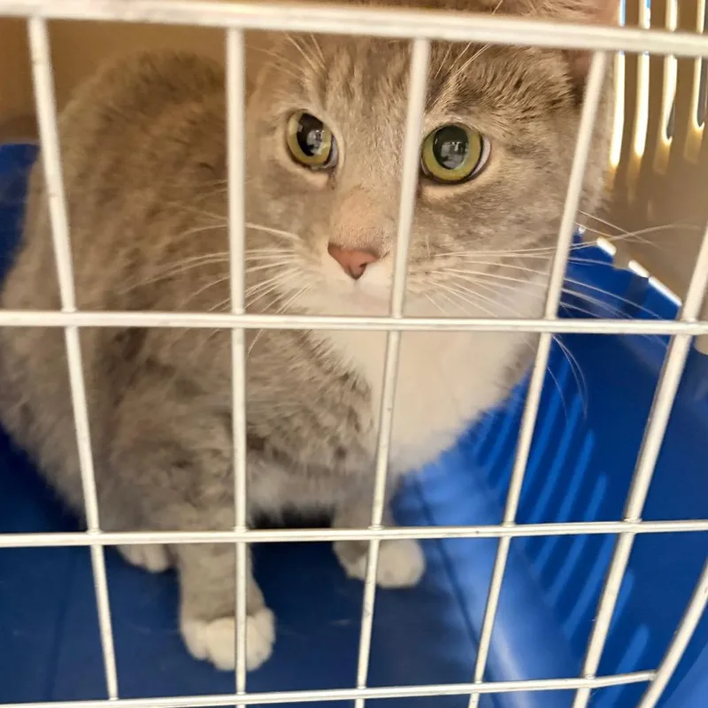 An adult small-sized female Gray / Blue / Silver Domestic Short Hair cat named Mimi for adoption in Philadelphia, PA