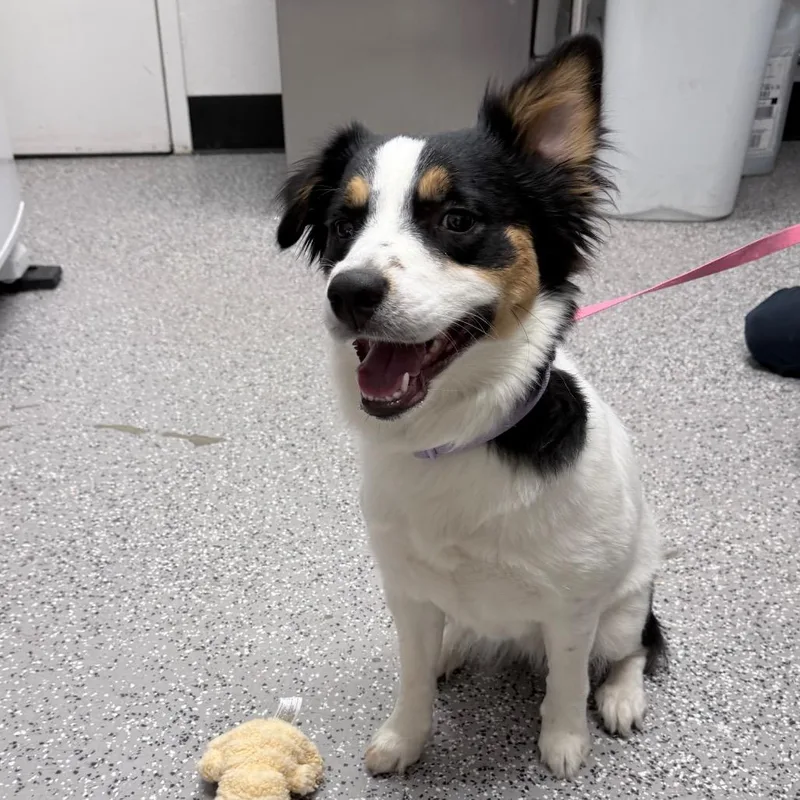 An adult medium-sized female Border Collie dog named Pepper for adoption in Henderson, NV