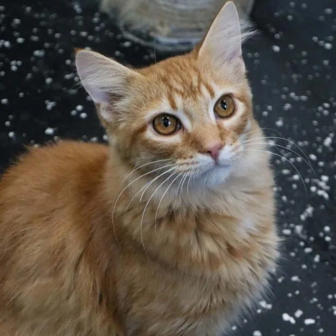 A young medium-sized male Orange / Red Domestic Medium Hair cat named Brinkley for adoption in Wilmington, DE