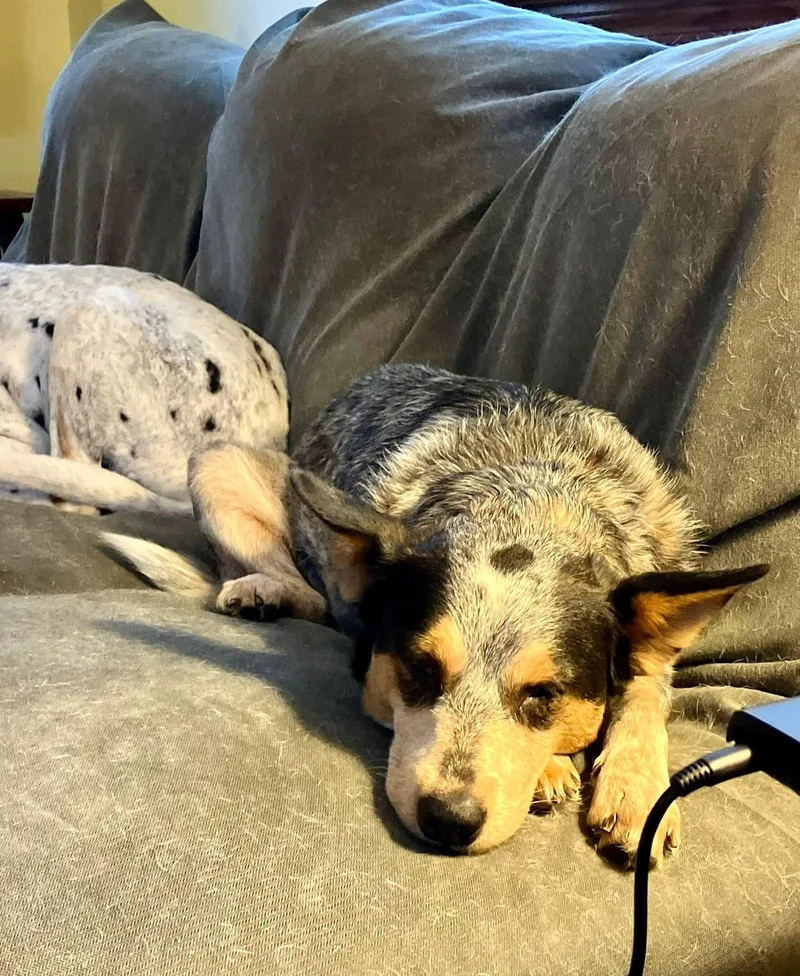 An adult medium-sized female Australian Cattle Dog / Blue Heeler dog named Lottie for adoption in Media, PA
