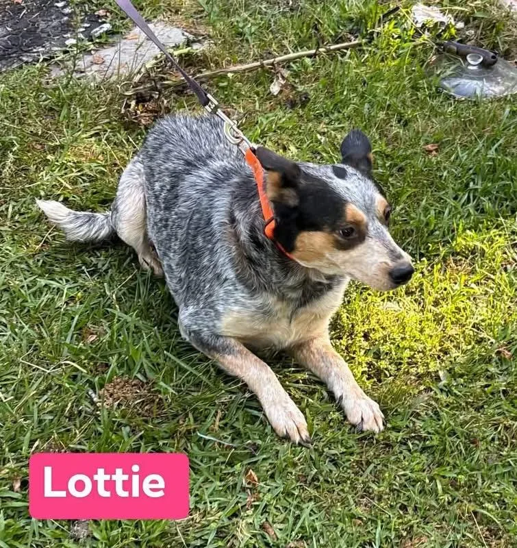 Lottie thumbnail 3
