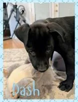 A young medium-sized male Black Black Labrador Retriever dog named Dash for adoption in Mobile, AL