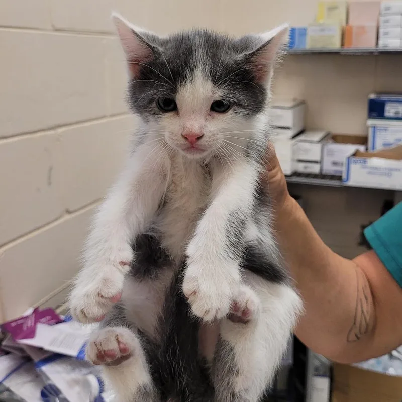 A baby small-sized male Gray / Blue / Silver Domestic Short Hair cat named 66185 for adoption in Lake Panasoffkee, FL