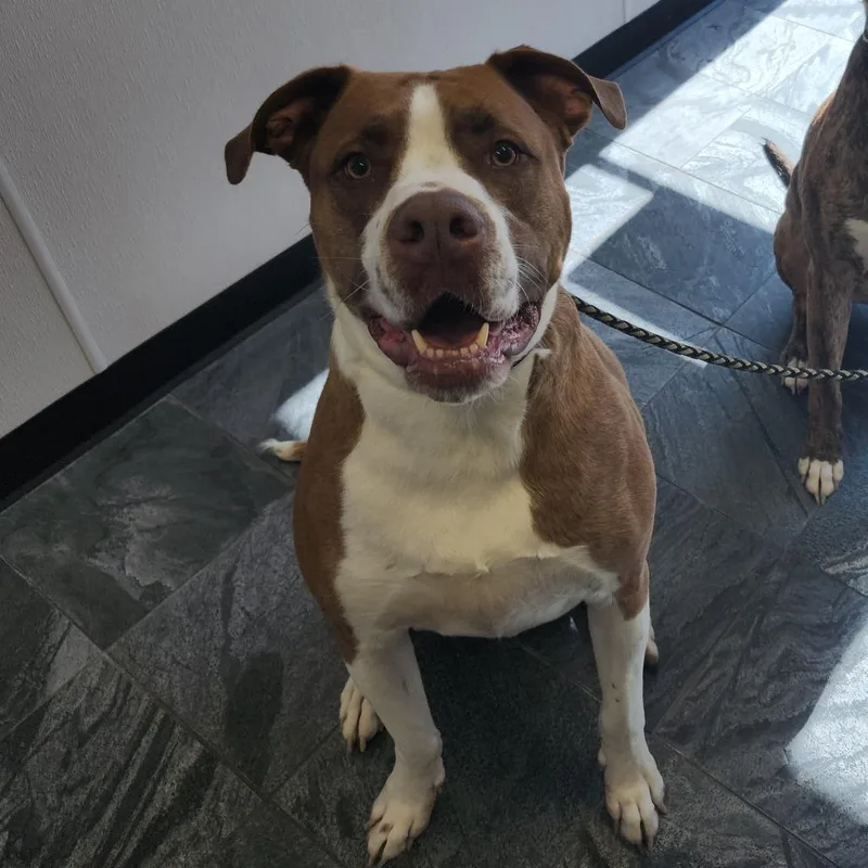 An adult large-sized male Brindle Bullmastiff dog named Koda for adoption in Tampa, FL