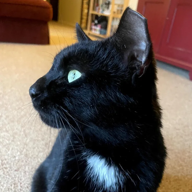An adult small-sized male Black Domestic Short Hair cat named Richie for adoption in Ringtown, PA
