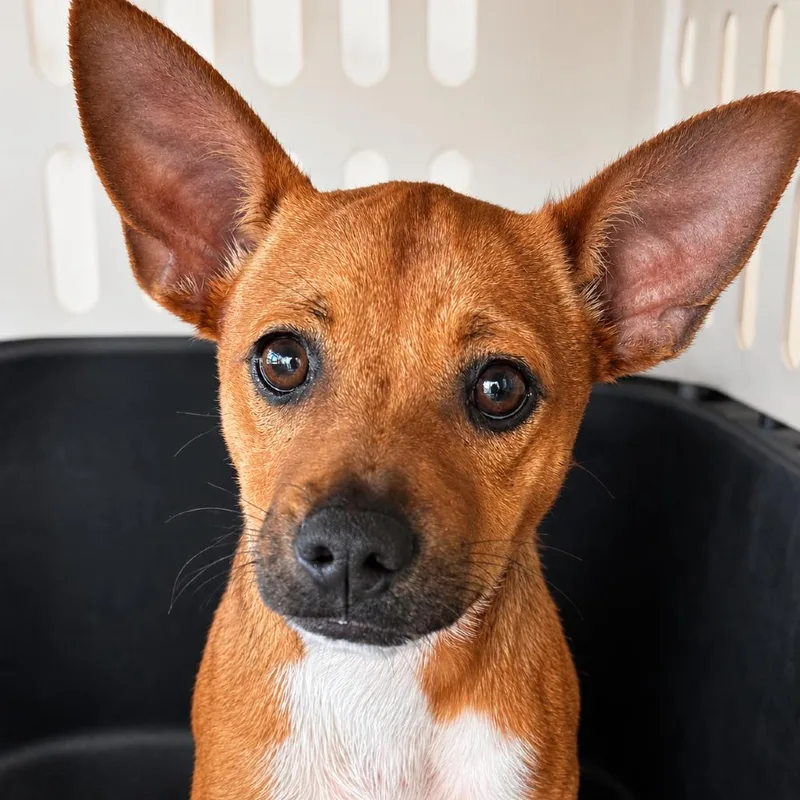 A baby small-sized female Brown / Chocolate Chihuahua dog named Grace Lk for adoption in Austin, TX