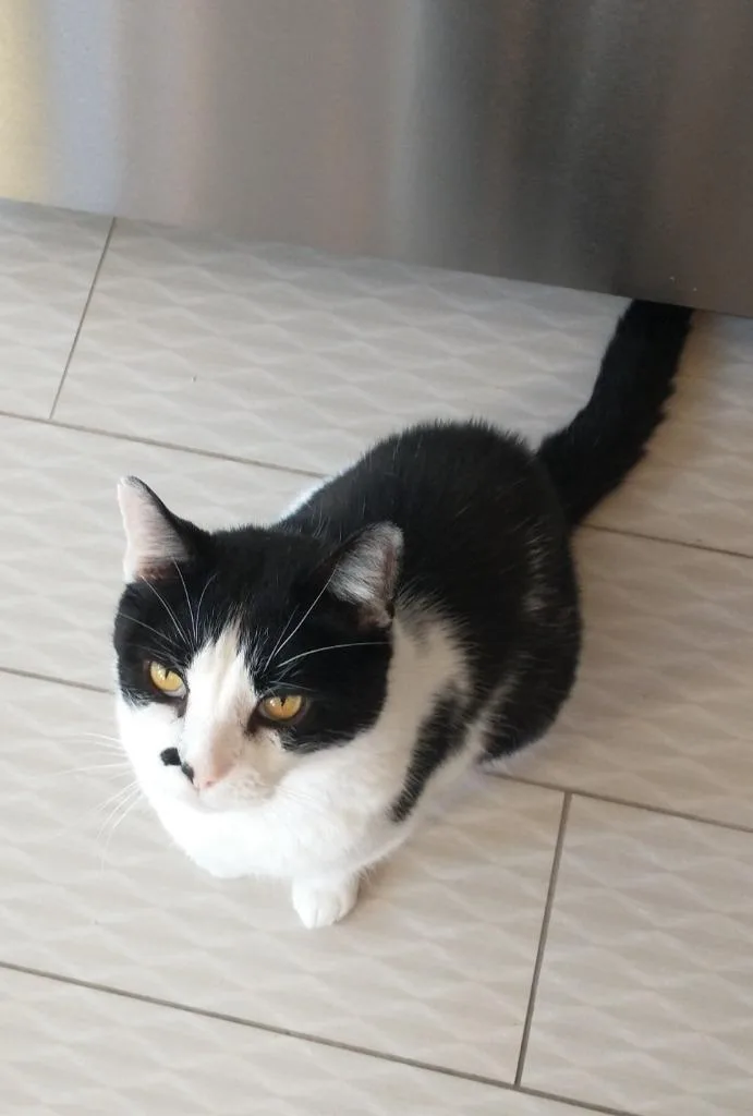 An adult large-sized male Domestic Short Hair cat named Moo Moo for adoption in San Pedro, CA