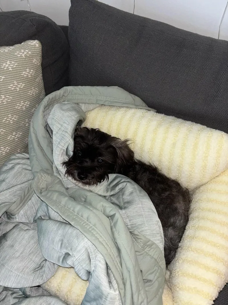 A baby small-sized female Gray / Blue / Silver Morkie dog named Gertrude for adoption in Garland, TX