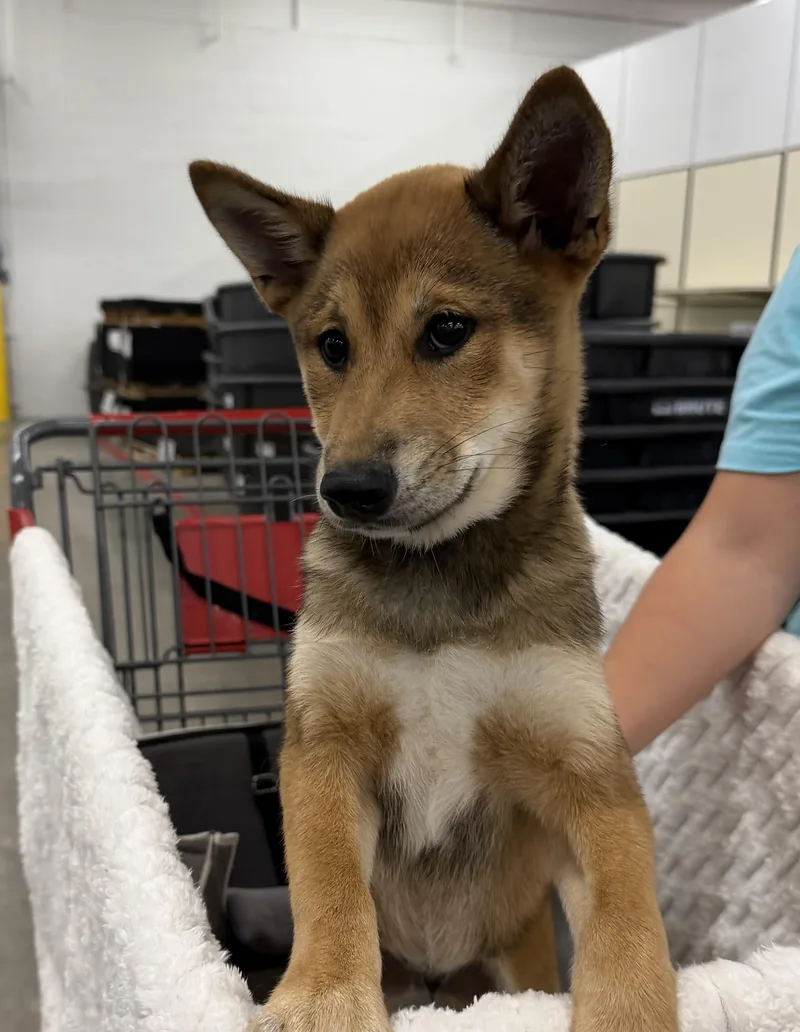 A baby small-sized female Shiba Inu dog named Cookie for adoption in Havertown, PA