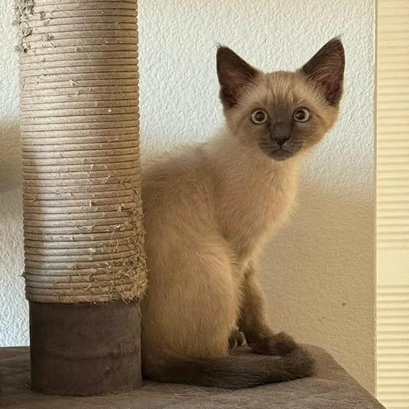 A baby small-sized female Gray / Blue / Silver Siamese cat named Celeste for adoption in Simi Valley, CA