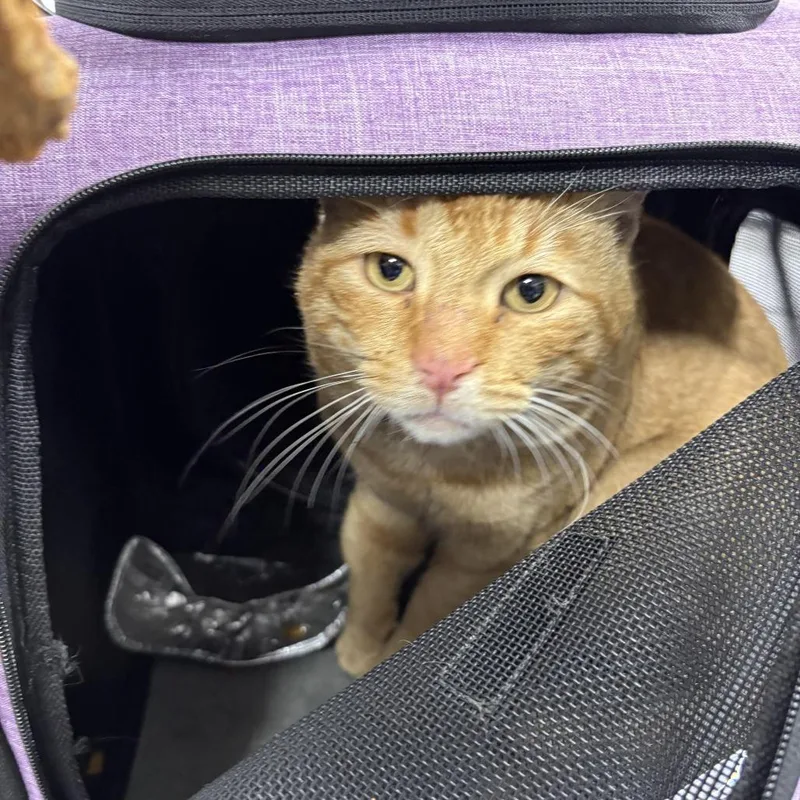 An adult large-sized male Orange / Red Domestic Short Hair cat named Benjamin for adoption in Newark, NJ