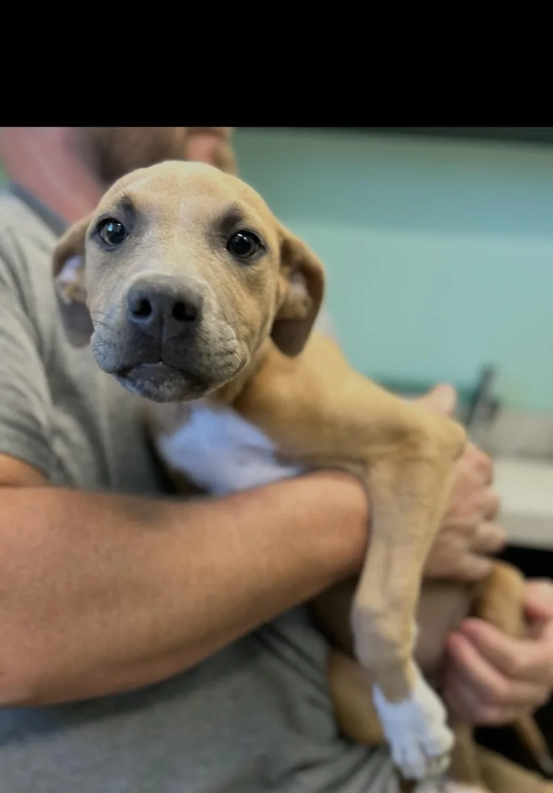 A baby medium-sized female Bicolor Labrador Retriever dog named Buffy for adoption in seaside heights, NJ