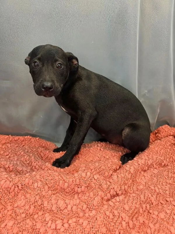 A baby medium-sized female Labrador Retriever dog named Callie for adoption in Zimmerman, MN