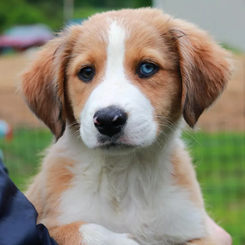 A baby medium-sized female Yellow / Tan / Blond / Fawn Australian Shepherd dog named Ct Bubble Yum for adoption in Eastford, CT
