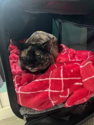 An adult medium-sized female Tortoiseshell Domestic Short Hair cat named Pumpkin for adoption in Key West, FL