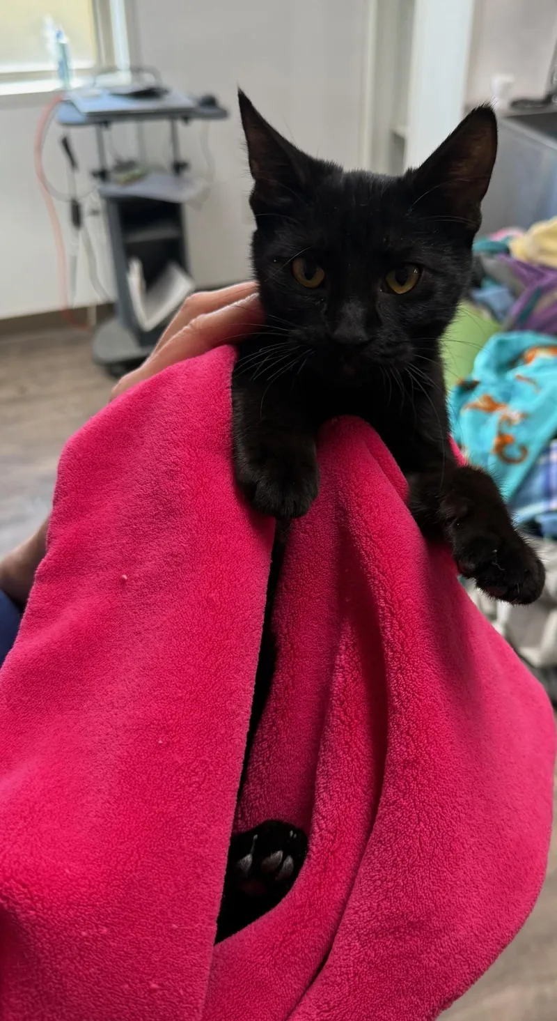 A young medium-sized female Black Domestic Short Hair cat named Marina for adoption in Cottonwood, MN