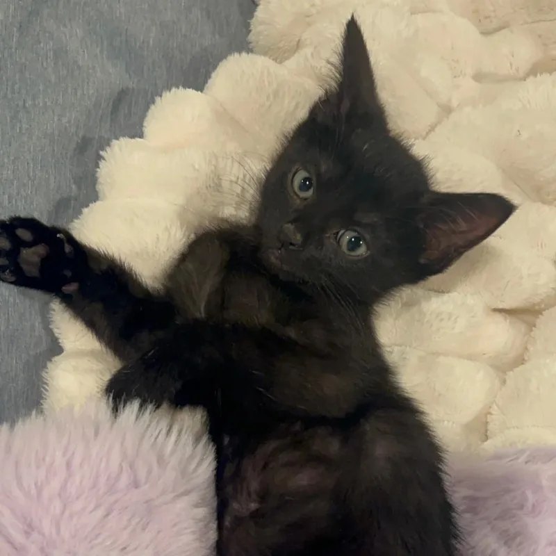A baby medium-sized female Black Domestic Short Hair cat named Tish for adoption in Chicago, IL