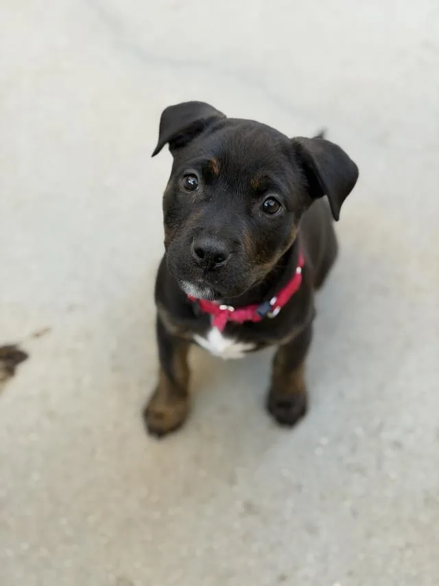 A baby small-sized female Pit Bull Terrier dog named Chloe for adoption in Santa Maria, CA