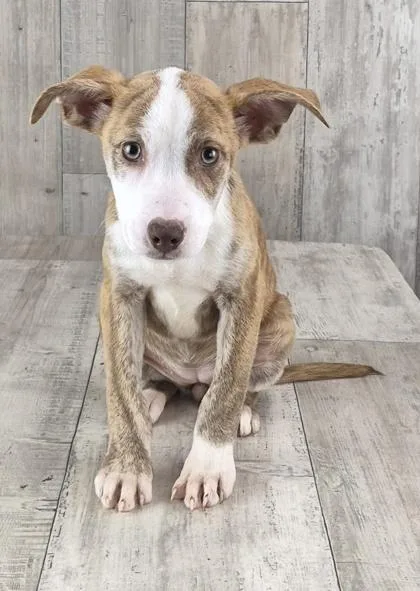 Jalapeno