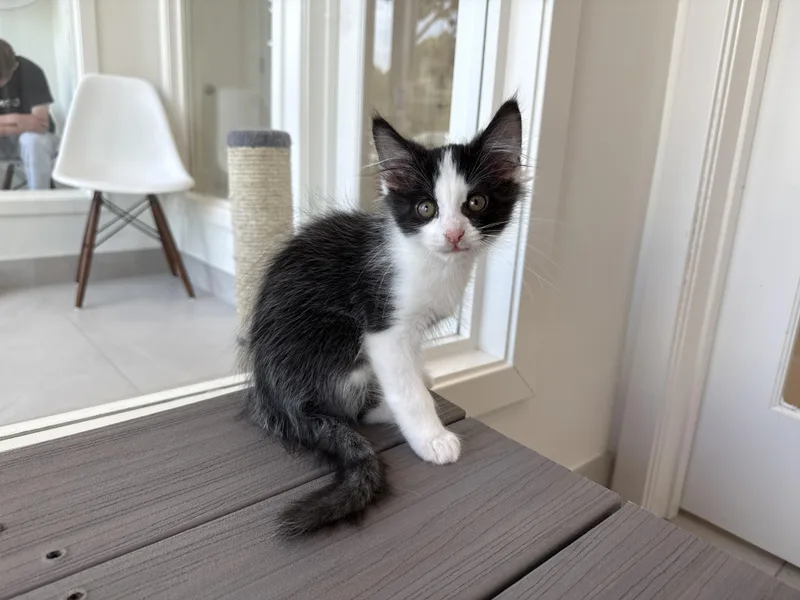 A baby medium-sized male Domestic Short Hair cat named Penguin for adoption in Evanston, IL