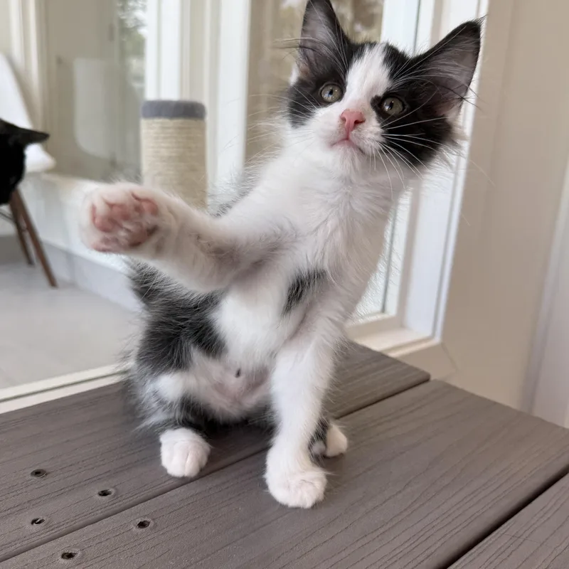 Penguin thumbnail 2