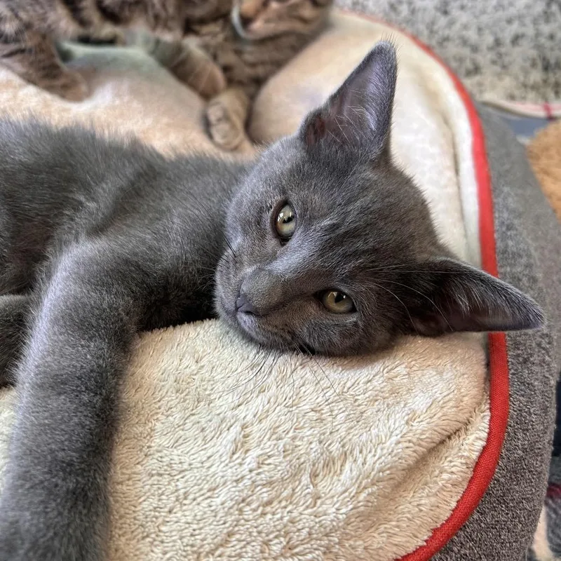 A baby small-sized male Gray / Blue / Silver Domestic Short Hair cat named Tom for adoption in Fresno, CA