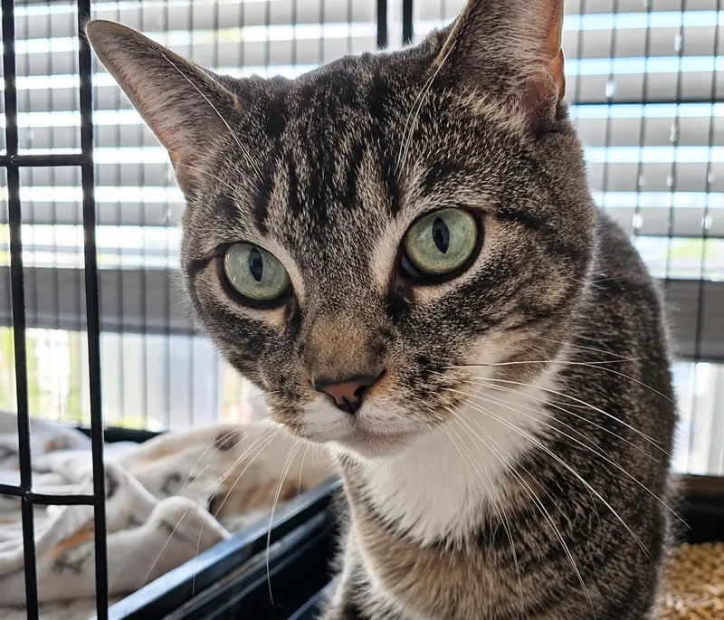 A young small-sized female Gray / Blue / Silver Domestic Short Hair cat named Bobbi for adoption in Southbury, CT