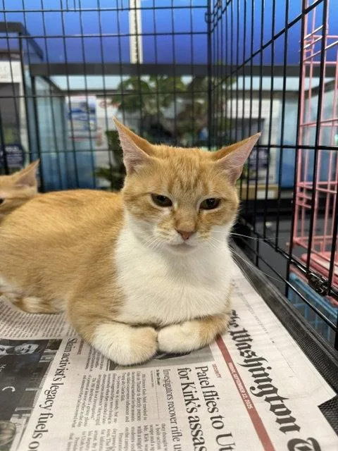 A young medium-sized female Orange & White Domestic Short Hair cat named Evie for adoption in Herndon, VA