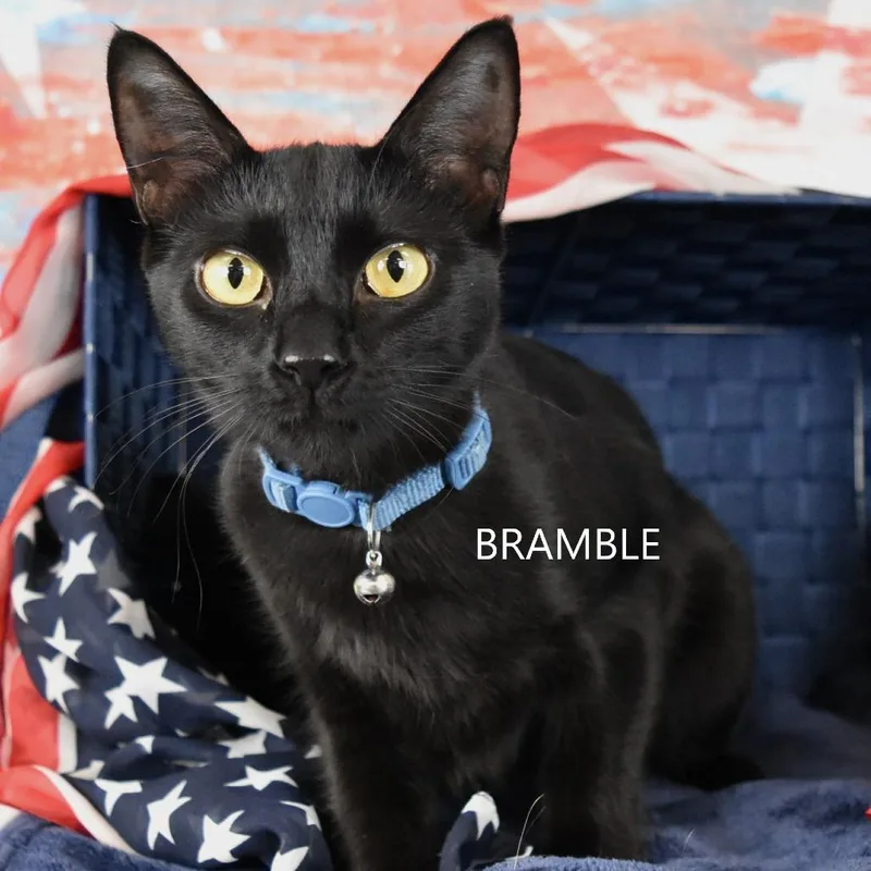 A young small-sized female Black Domestic Short Hair cat named Bramble for adoption in Yuma, AZ