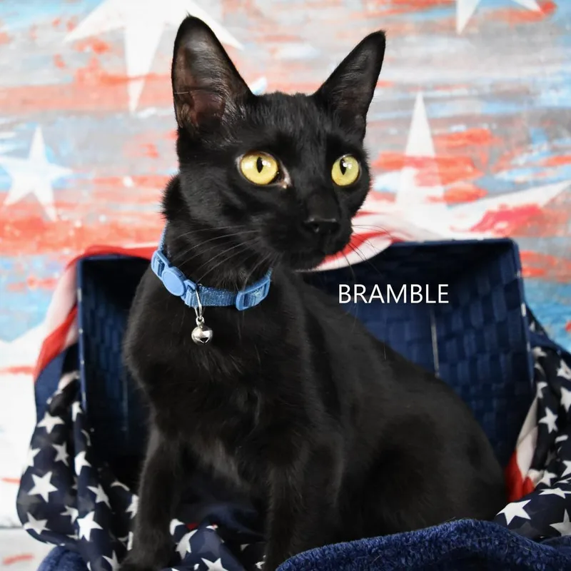 Bramble thumbnail 2