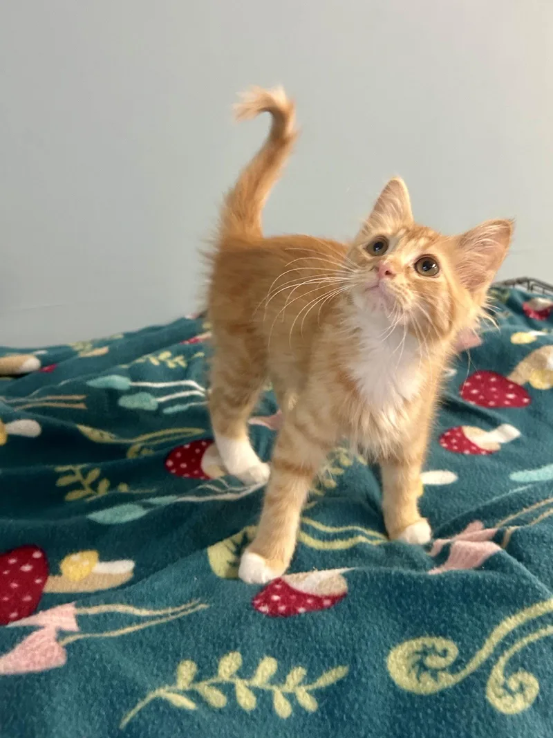 A baby small-sized female Orange / Red Domestic Medium Hair cat named Prairie for adoption in Forest Lake, MN