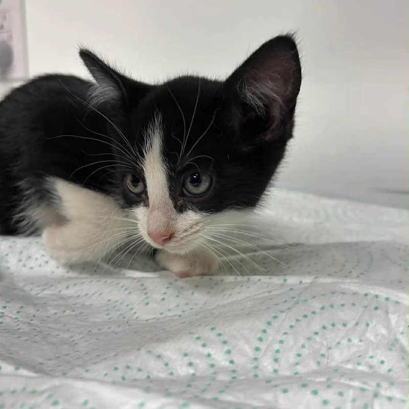 A baby small-sized female Black Domestic Short Hair cat named Minkie Murk for adoption in Eaton Rapids, MI