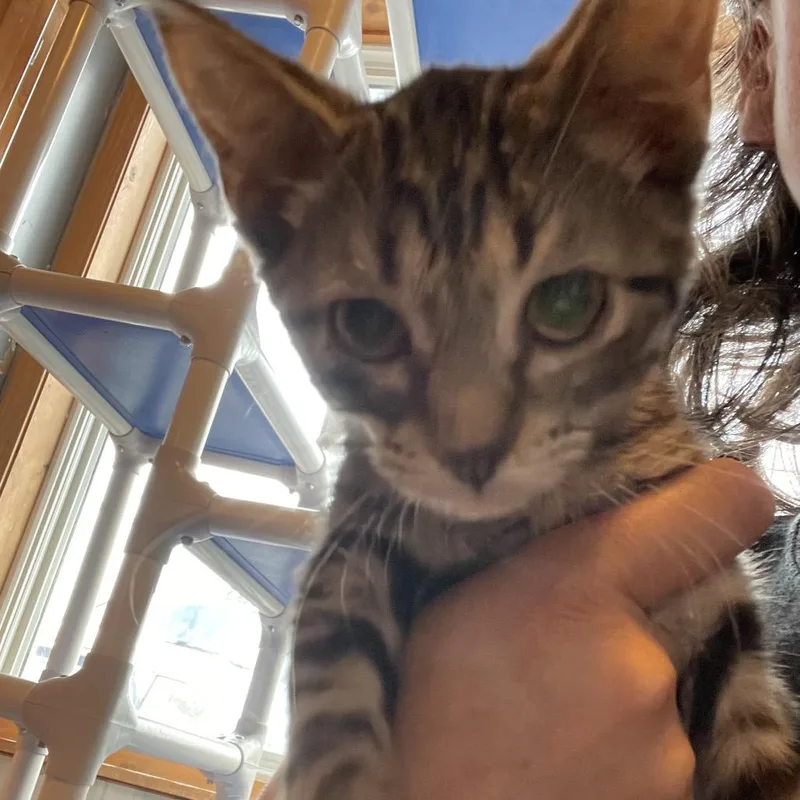 A baby small-sized female Brown / Chocolate Domestic Short Hair cat named Chimicanga for adoption in Marion, IL
