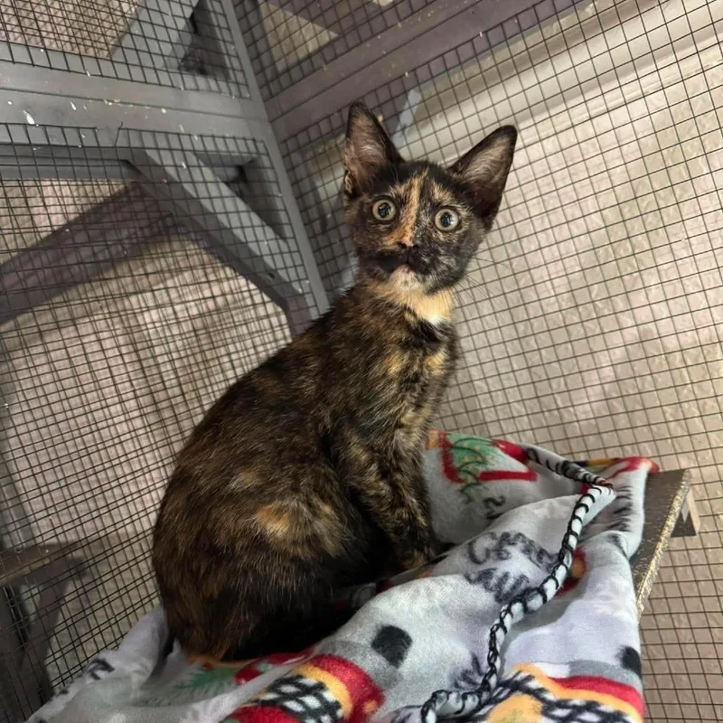 A baby small-sized female Tortoiseshell Domestic Short Hair cat named Taffy for adoption in Seminole, FL