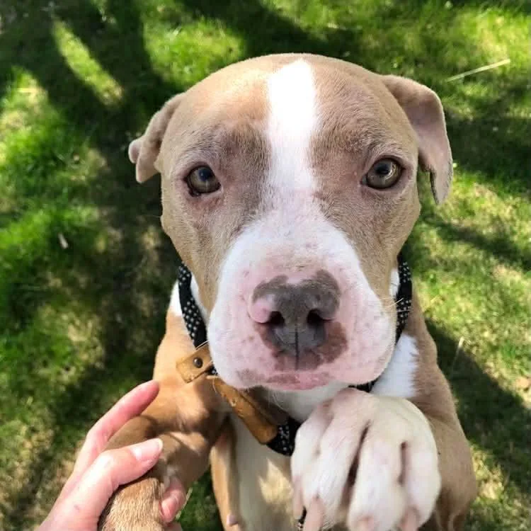 An adult medium-sized female Staffordshire Bull Terrier dog named Butterscotch for adoption in Archbold , OH