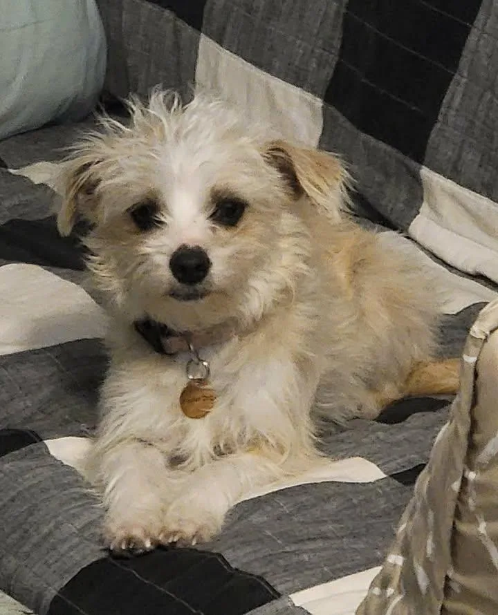 An adult small-sized female Yellow / Tan / Blond / Fawn Terrier dog named Goldie for adoption in Van Alstyne, TX