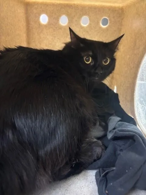 A young medium-sized female Domestic Short Hair cat named Meowlyssa for adoption in Lancaster, CA