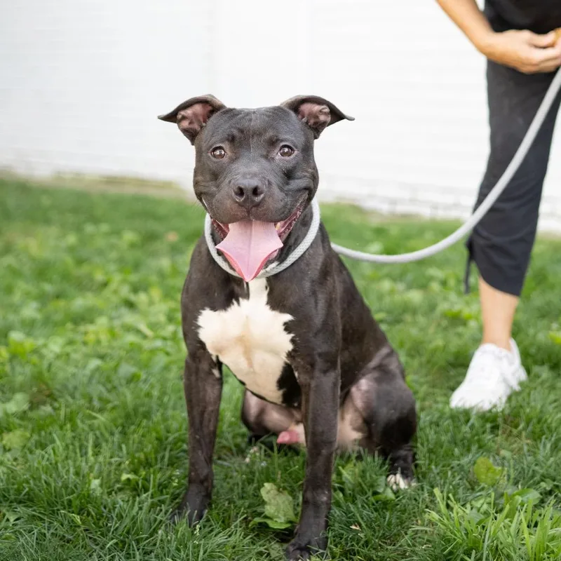 An adult medium-sized male Black Pit Bull Terrier dog named Chance for adoption in Weimar, CA