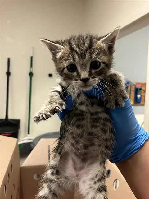 A baby small-sized male Domestic Short Hair cat named Teddy for adoption in Long Beach, CA
