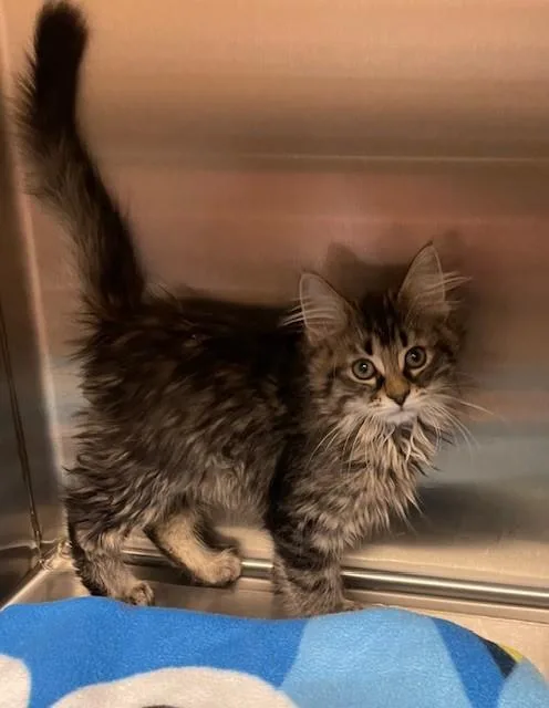 A young medium-sized male Tabby (Brown / Chocolate) Domestic Long Hair cat named Betta for adoption in Prudenville, MI