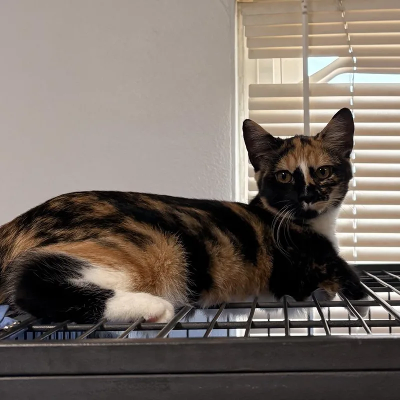 A baby small-sized female American Shorthair cat named Felicia for adoption in Mount Vernon, IL
