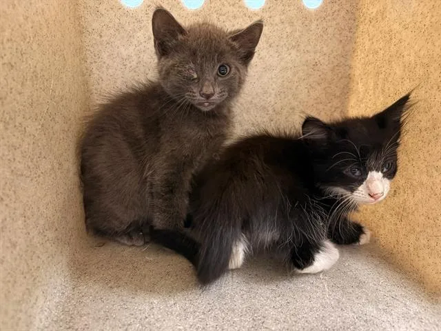 A baby small-sized male Domestic Short Hair cat named A for adoption in Tustin, CA