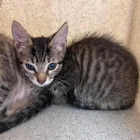 A baby small-sized female Brown / Chocolate Domestic Short Hair cat named Mimi for adoption in Bastrop, TX