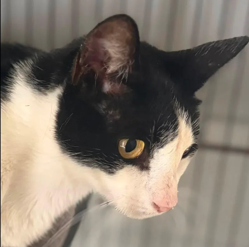 A young medium-sized male Domestic Short Hair cat named Jeeves for adoption in Duette, FL