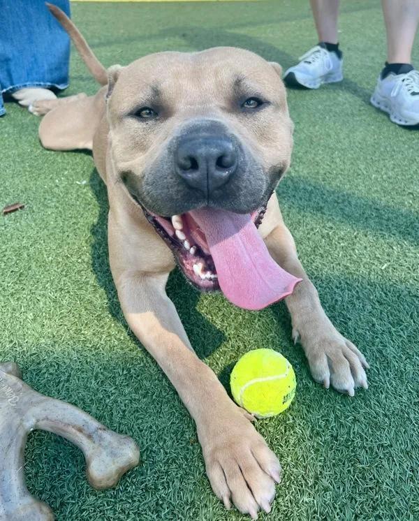 An adult large-sized male Mixed Breed dog named Bobby for adoption in Austin, TX