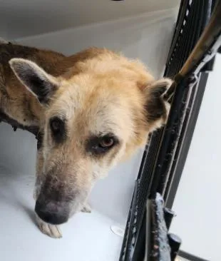 An adult large-sized female German Shepherd Dog dog named A for adoption in Houston, TX